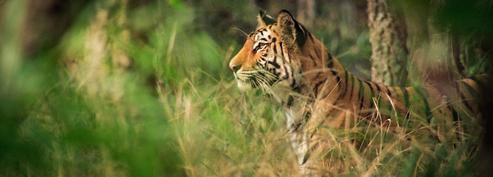 Bangladesh finds only 100 Bengal tigers in Sunderbans - BBC News