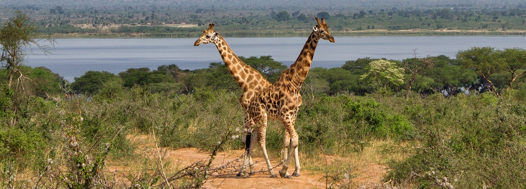 How the giraffe was almost forgotten