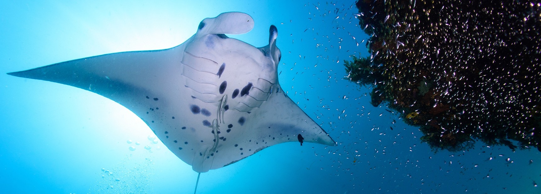 Watch a manta ray courtship 'train'—the deepest ever filmed