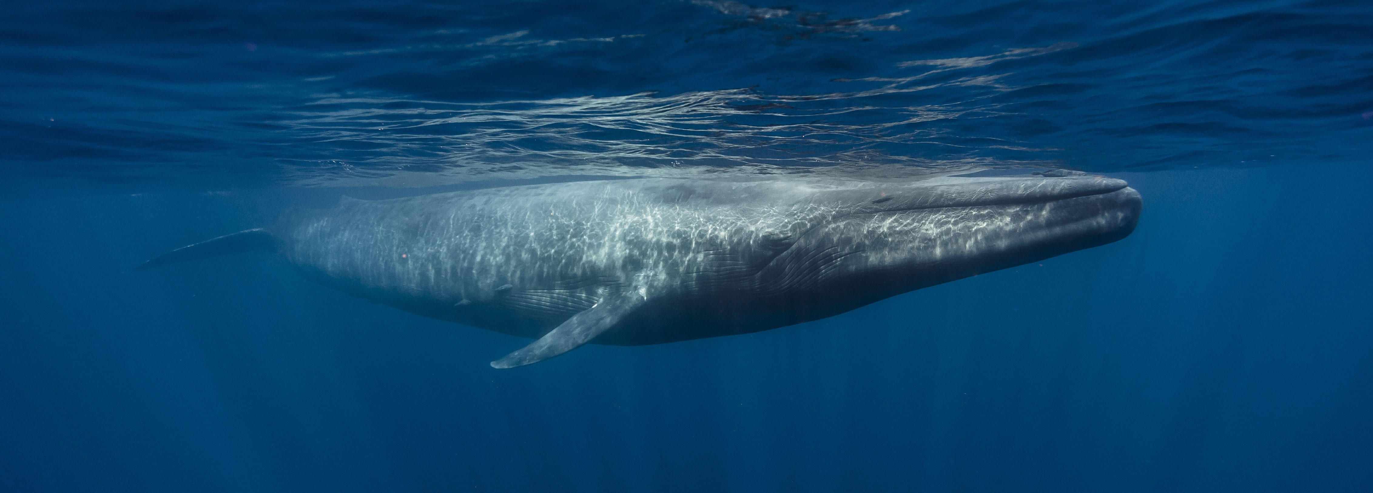 Largest Blue Whale