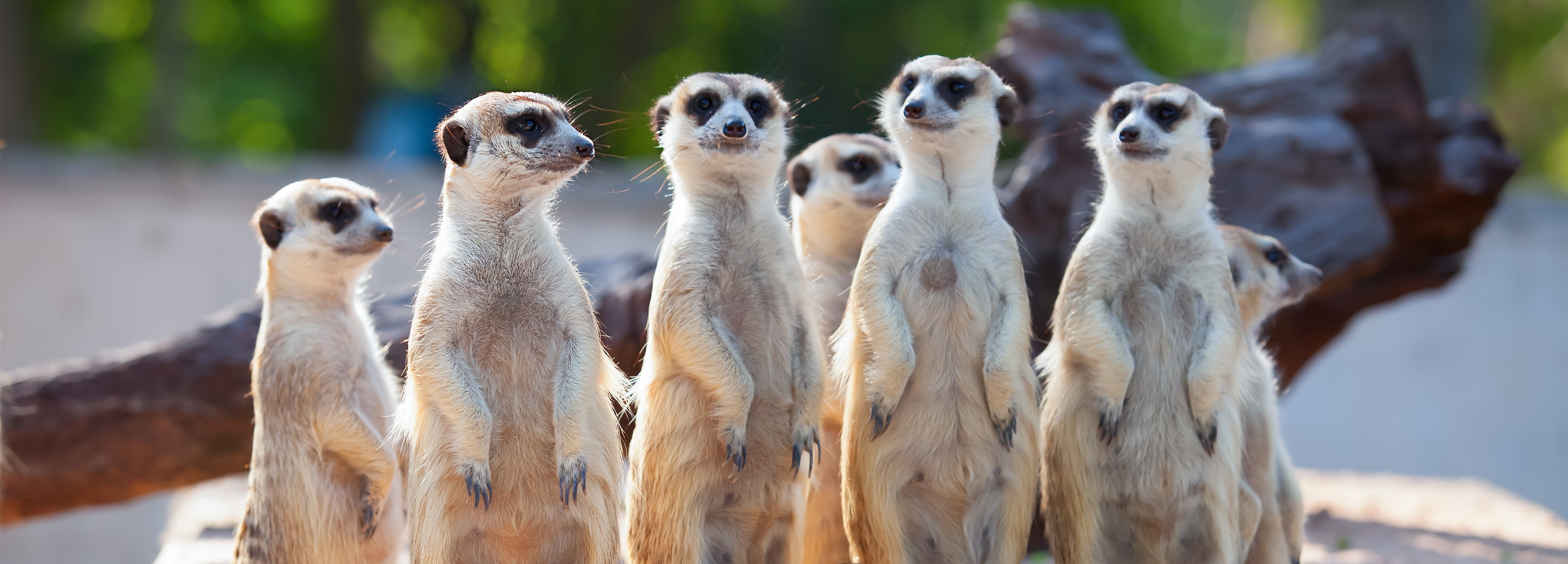 Meerkats: they're just like us! | BBC Earth