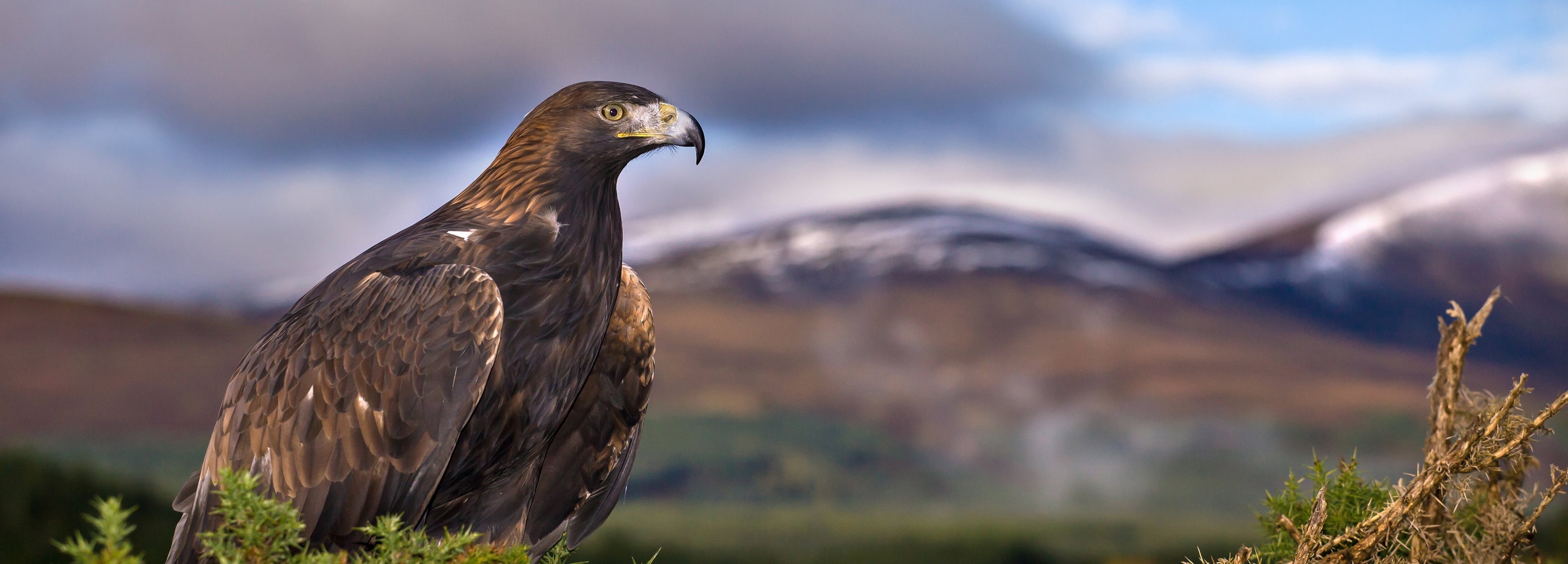 The mystery of Scotland's 'disappearing' eagles | BBC Earth