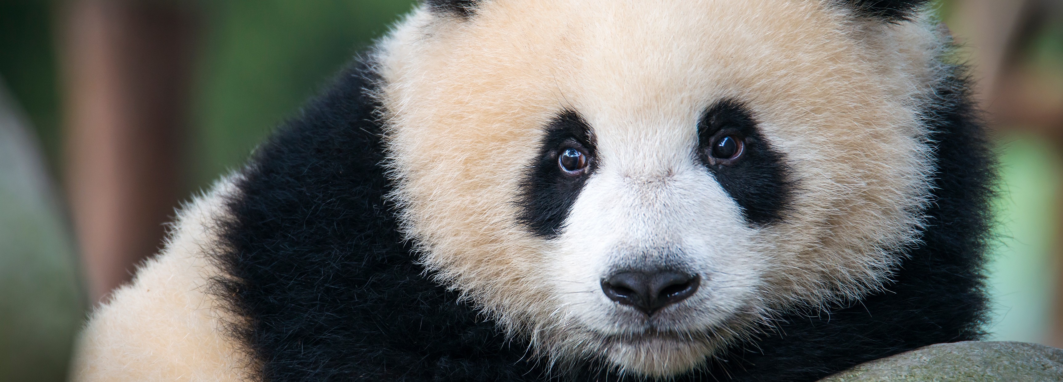 The Panda Who Didn T Know She Had Twins c Earth