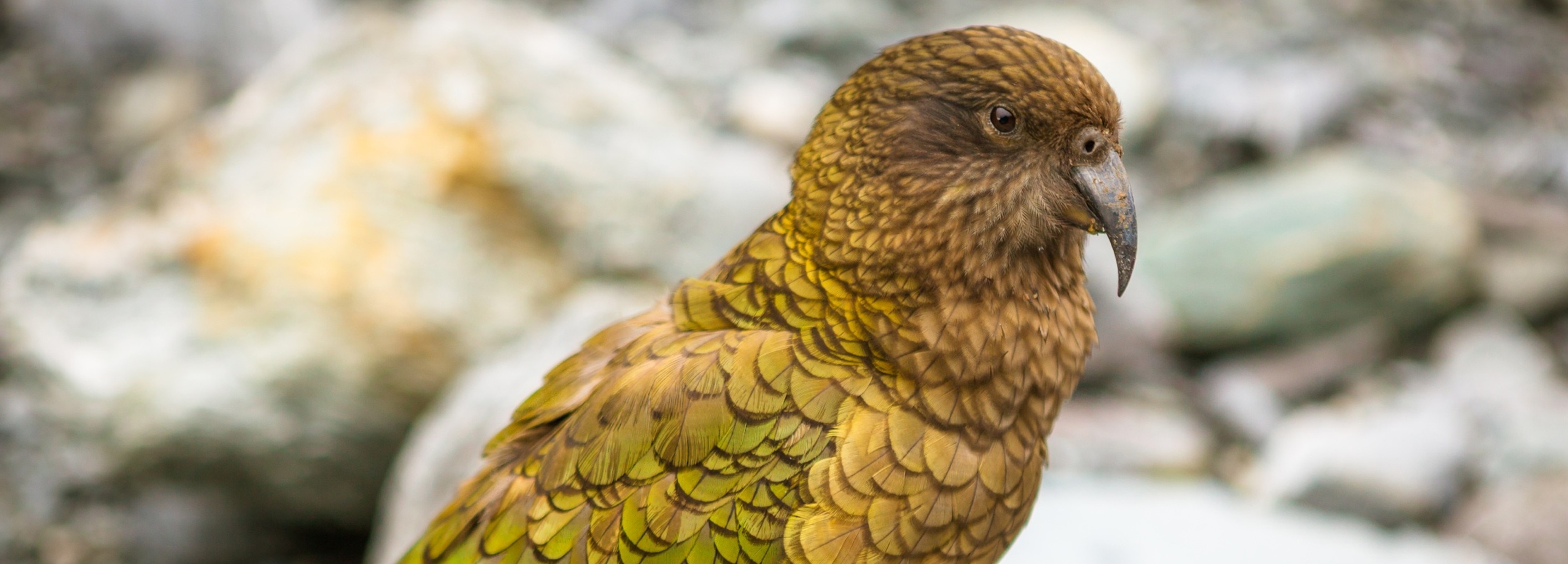 New Zealand, eliminate cats: They kill endangered bird species and