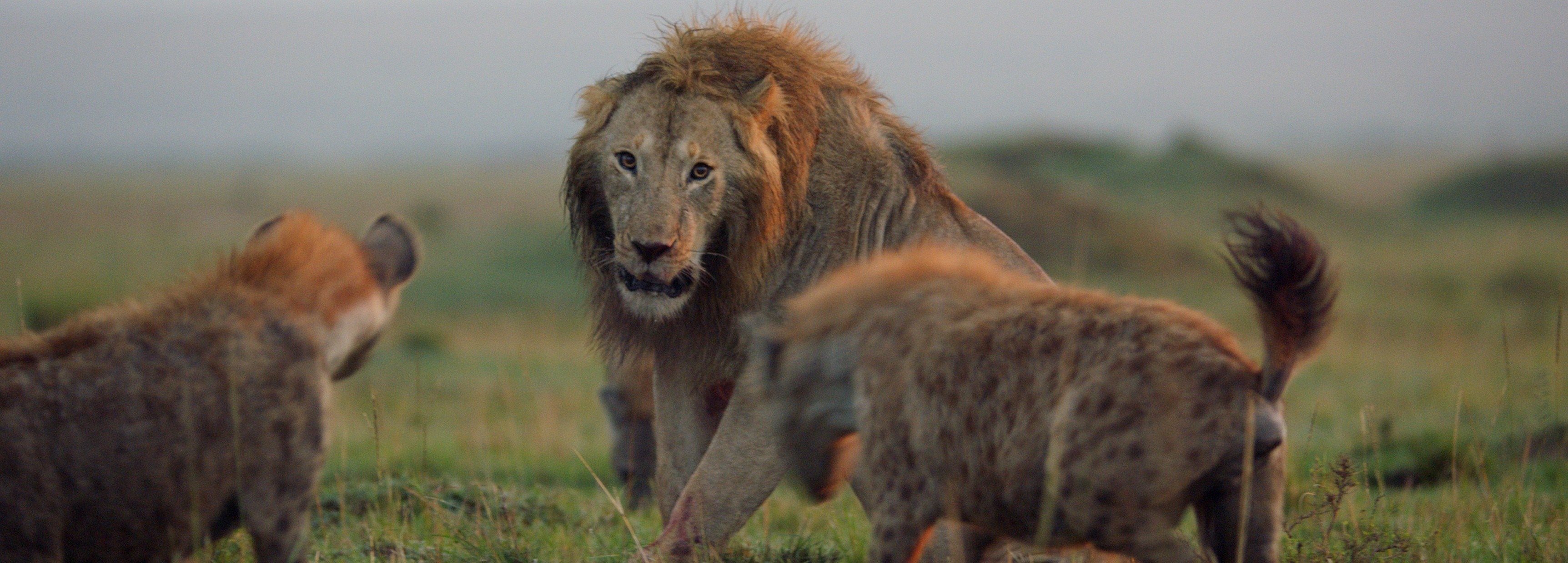 Lion attacked by pack of hyenas | BBC Earth