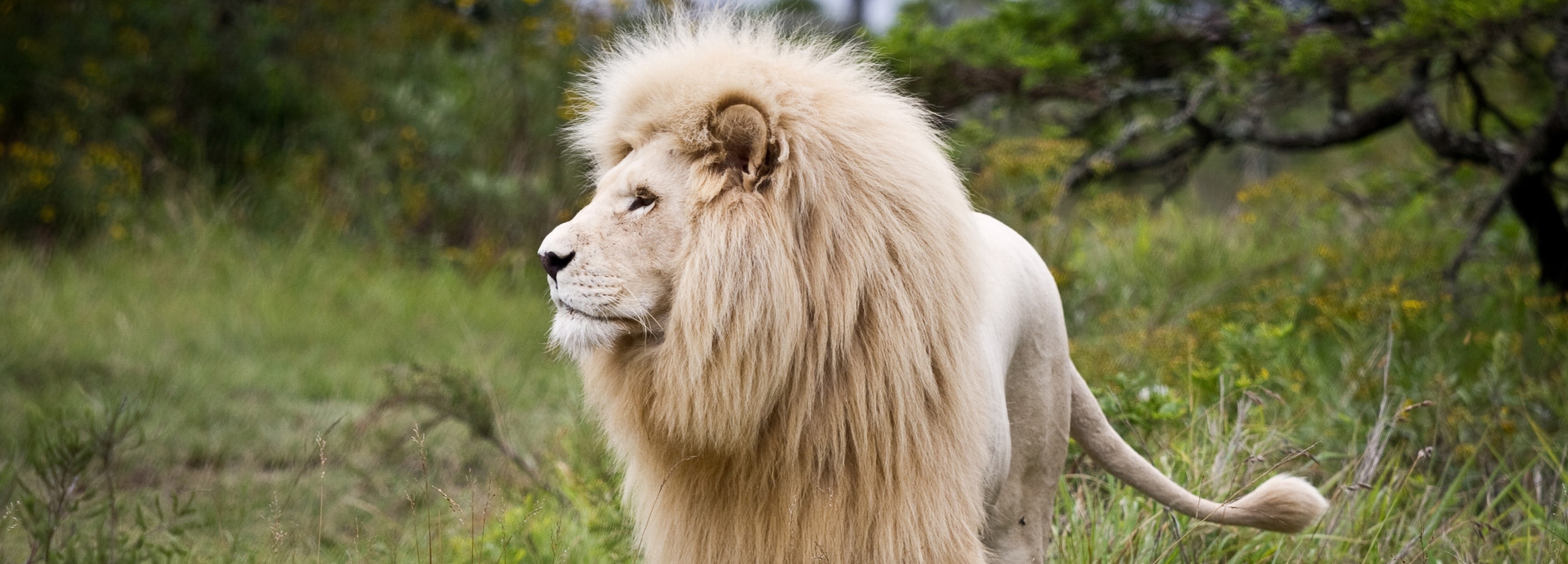 LION, THE KING OF THE JUNGLE (NAMIBIA), Safari World Tours