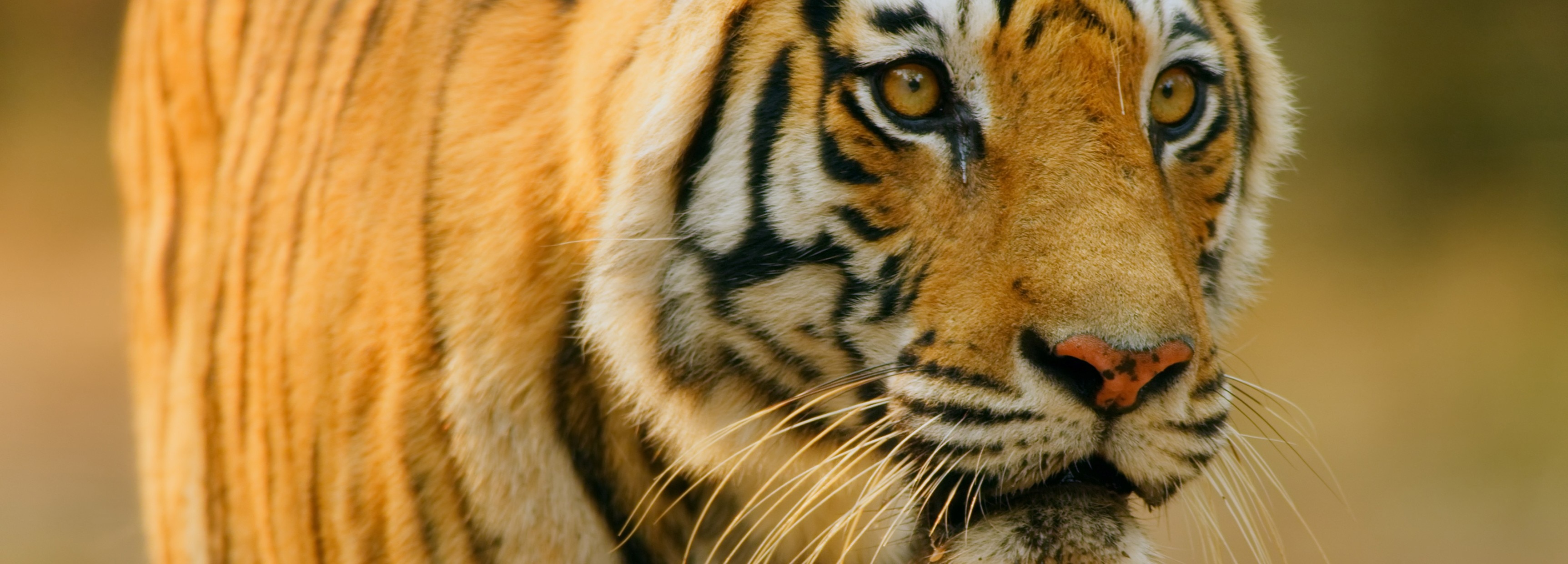 How to spot a tiger before it finds you | BBC Earth