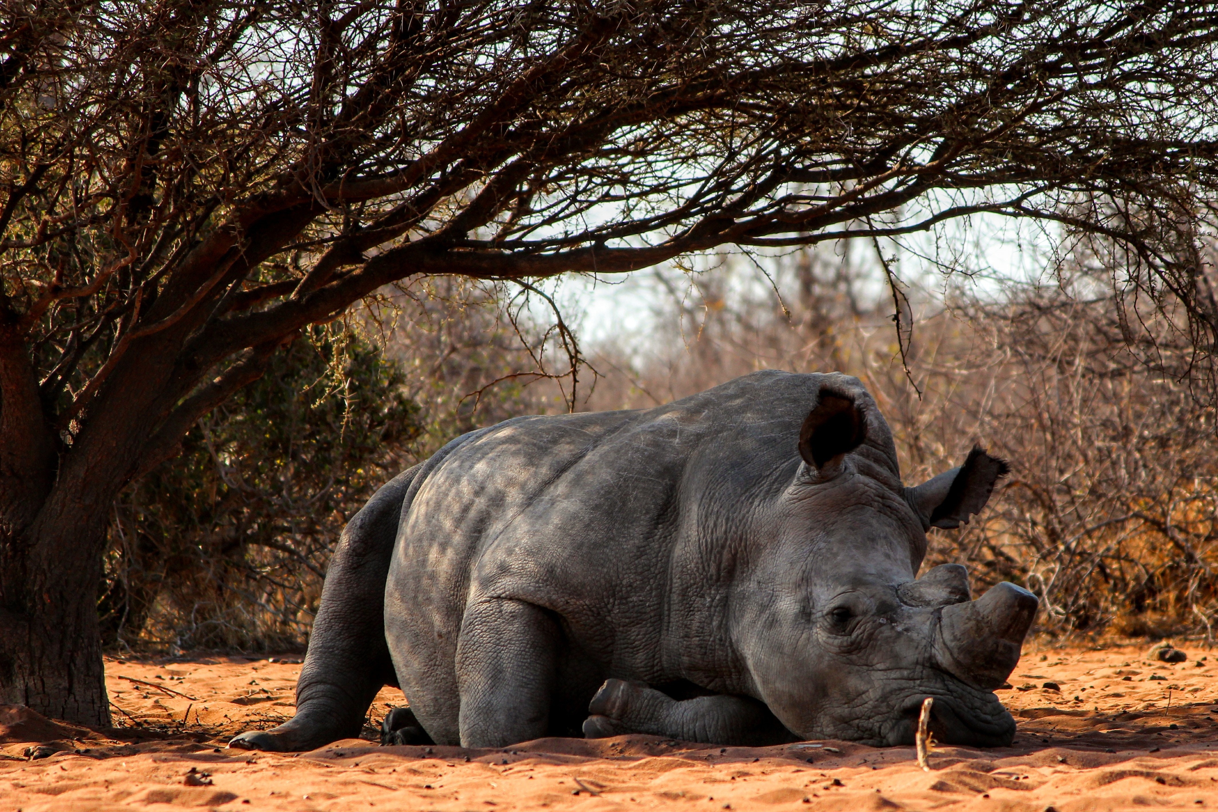 Celebrating the death of a poacher | BBC Earth