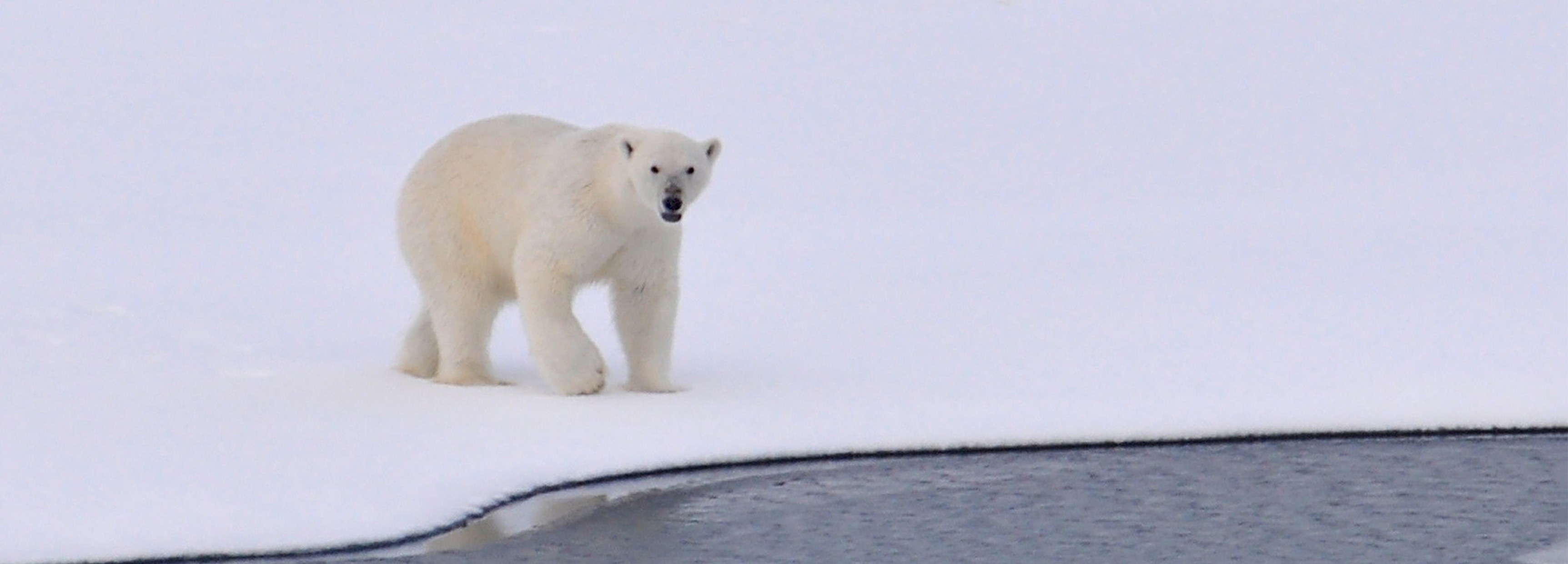 Polar bear water fight | BBC Earth