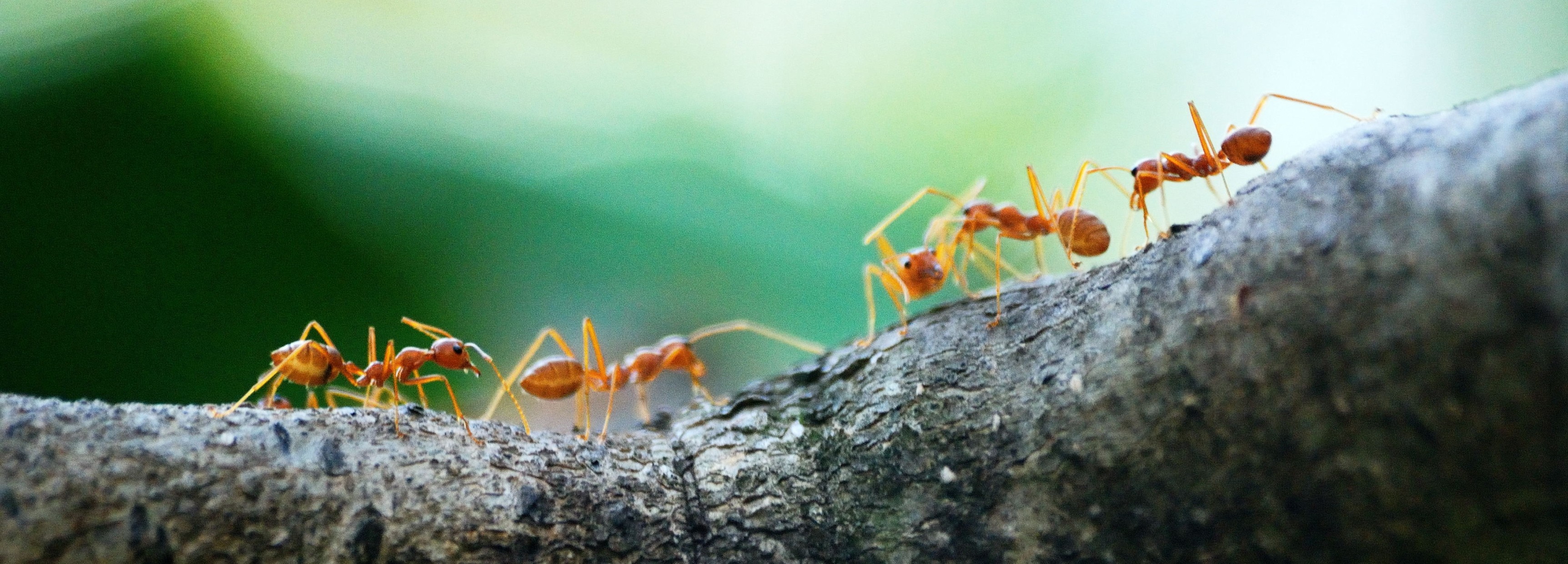 little ants on counter        <h3 class=