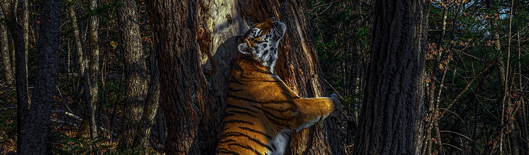 Wildlife Photographer of the Year 2020 | BBC Earth