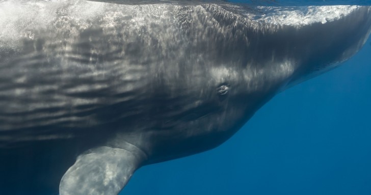 a blue whale swimming