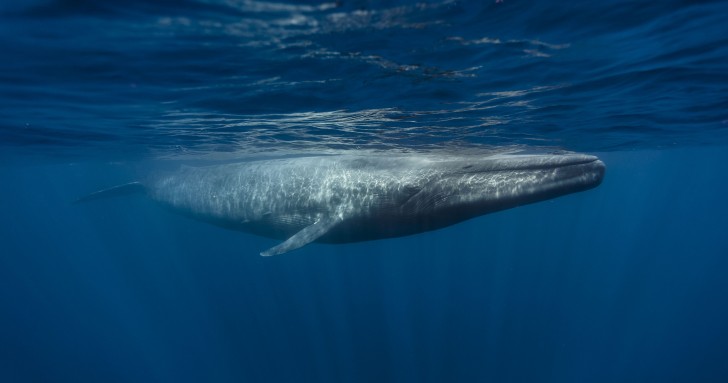 blue whale swimming