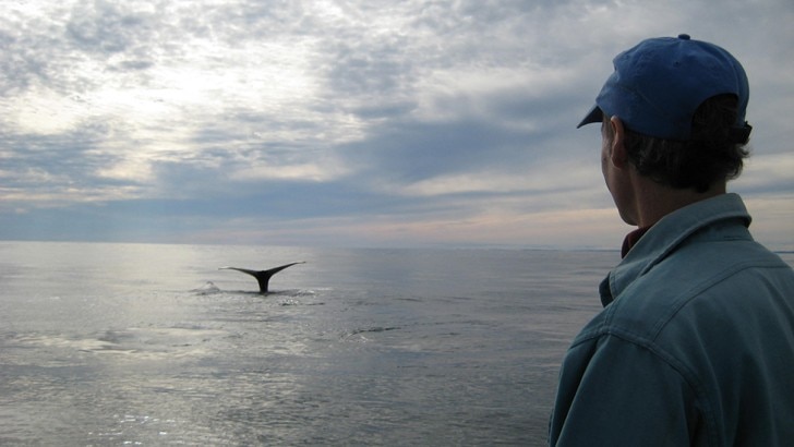 Philip Hamilton watches a mother and calf right whale dive in the Bay of Fundy. © Moira Brown | New England Aquarium