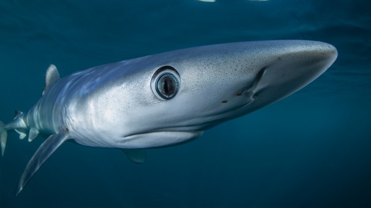 blue shark