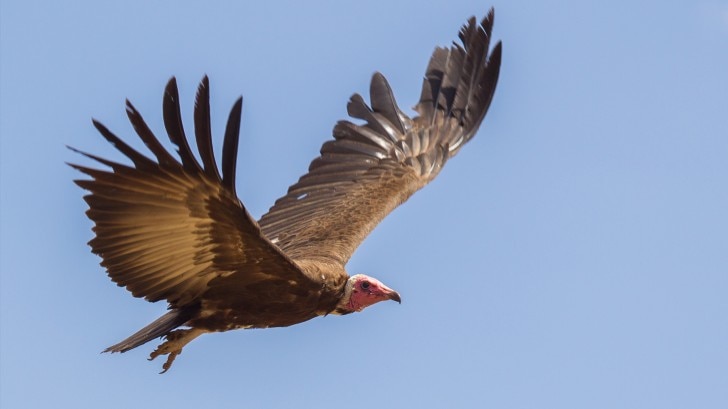 hooded vulture