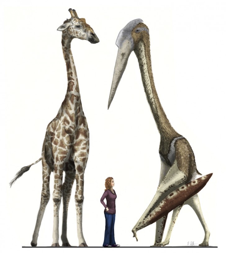 Arambourgiania vs giraffe