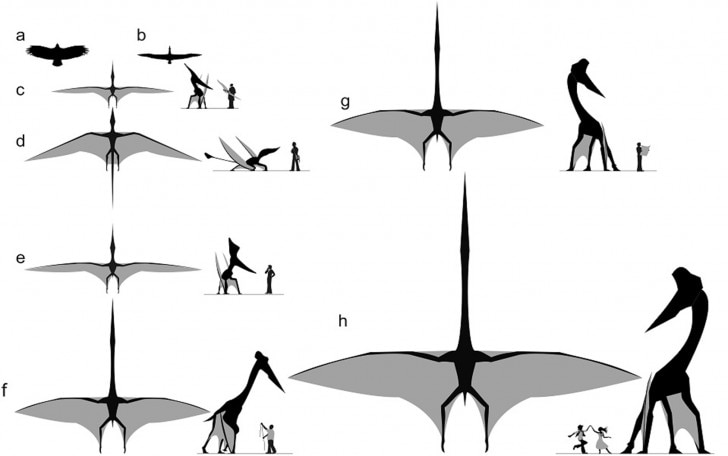 PTEROSAURS . size comparison and data. Flying reptiles 