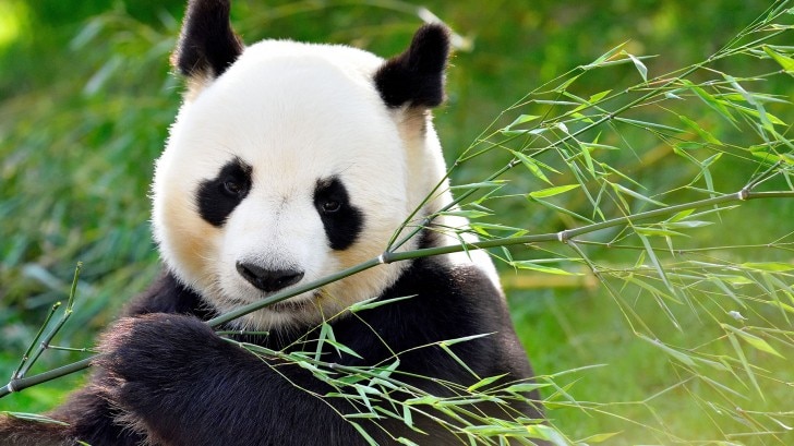 a panda eating