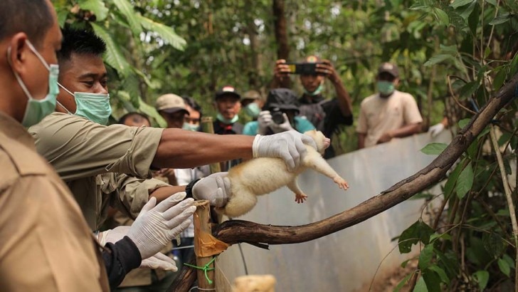 Wild Animals In Captivity - Born Free