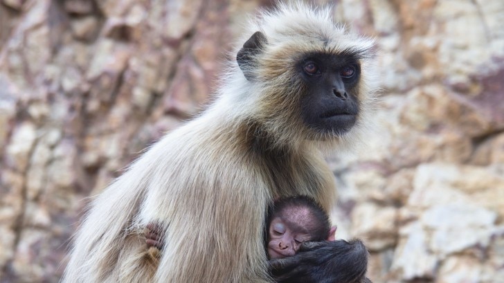 Marmoset mother with her babies