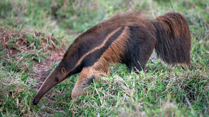 a giant anteaters