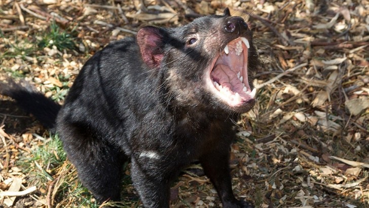 a Tasmanian devils 