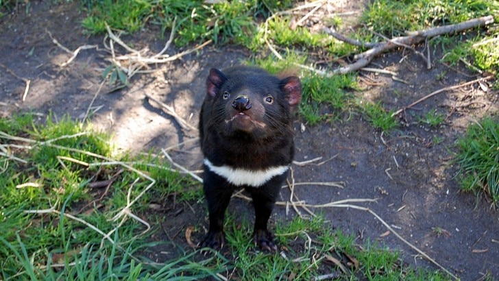 a Tasmanian devil