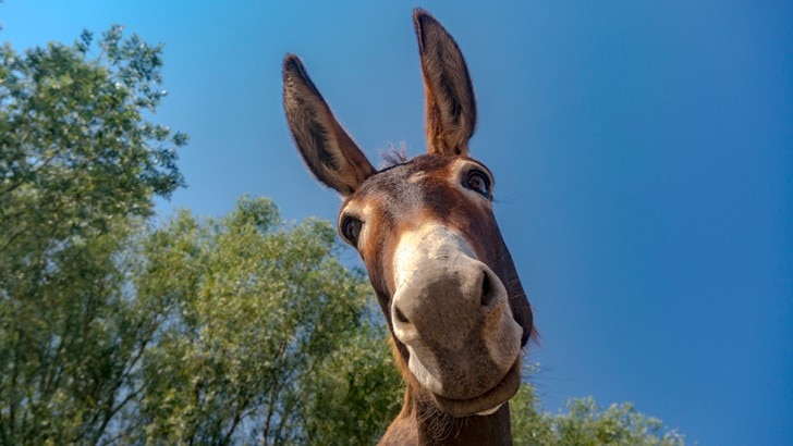 a donkey looking into the camera