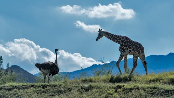 An ostrich and a giraffe