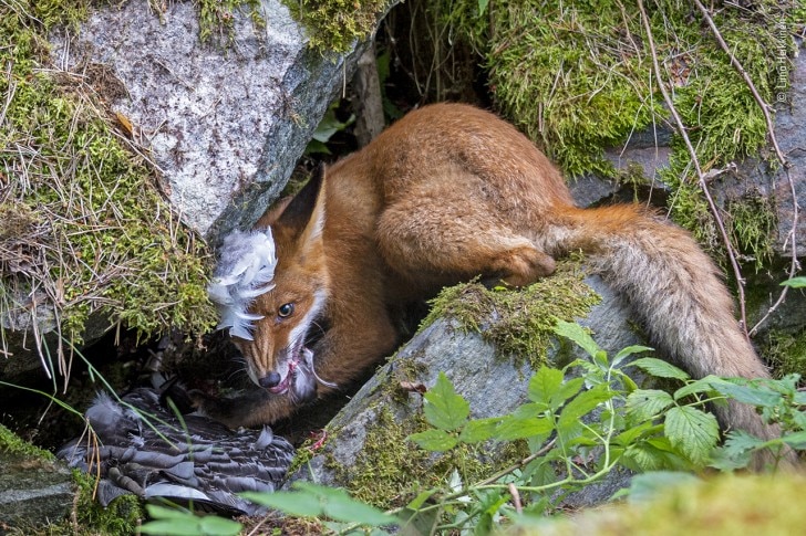 fox eating goose