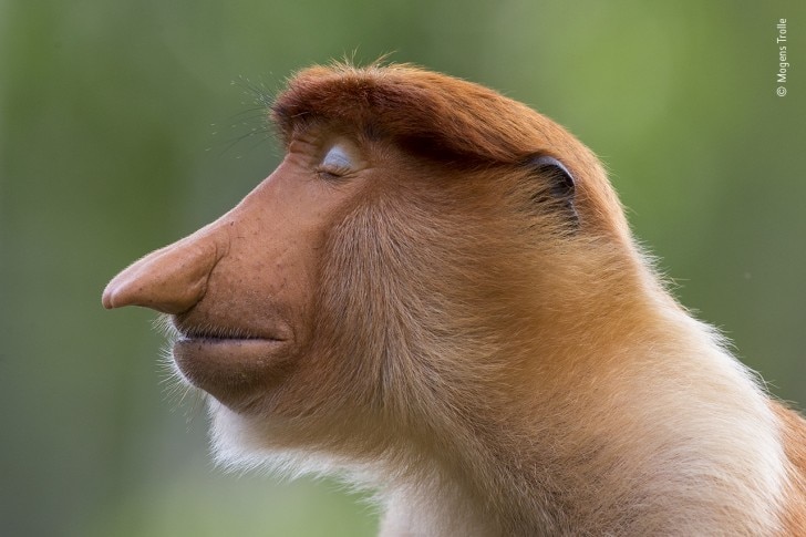 a male proboscis monkey