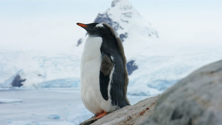 A Gentoo penguin in a snowy landscape