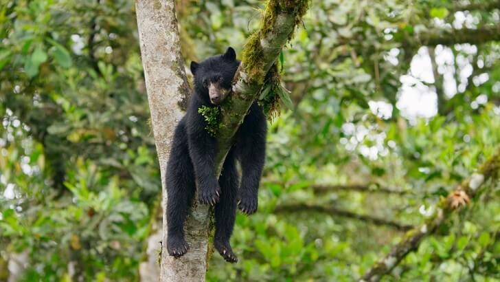 spectacled bear habitat