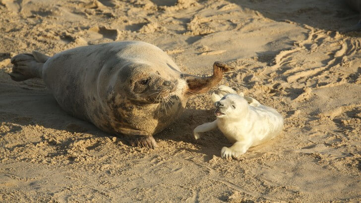 A newly-born grey seal pup and its mother lying on a beach