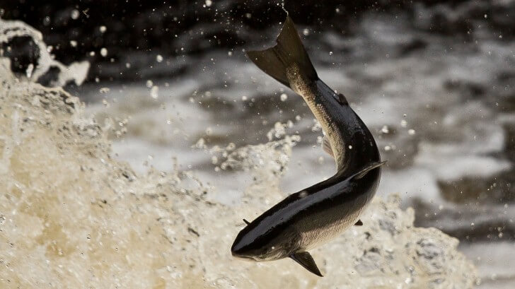 A leaping salmon at Shin Falls, Scotland