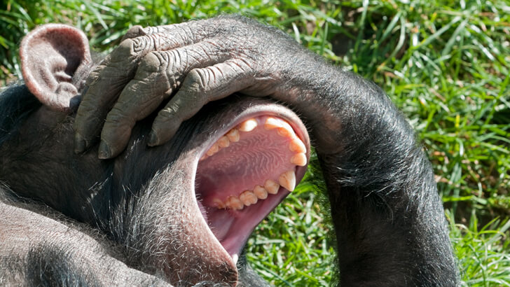 A chimp laughing with their hand over their face 