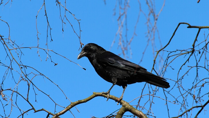 A crow standing on a branch