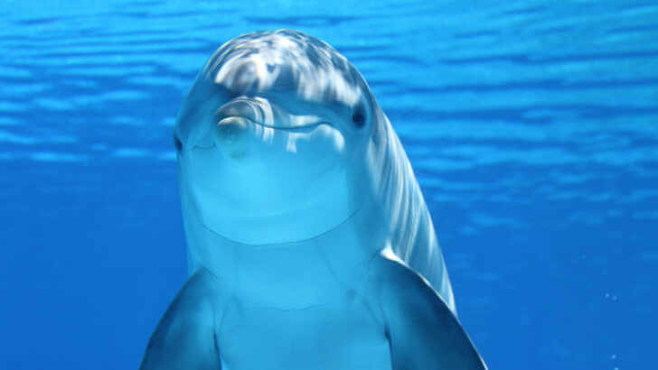 A dolphin looking at a camera underwater