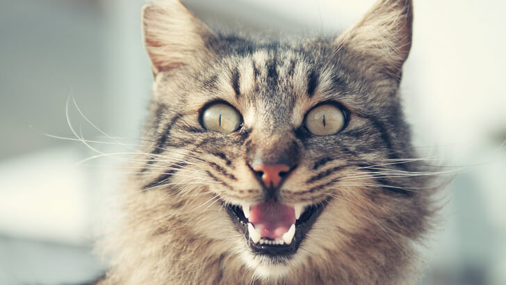 A cat looking like it is laughing