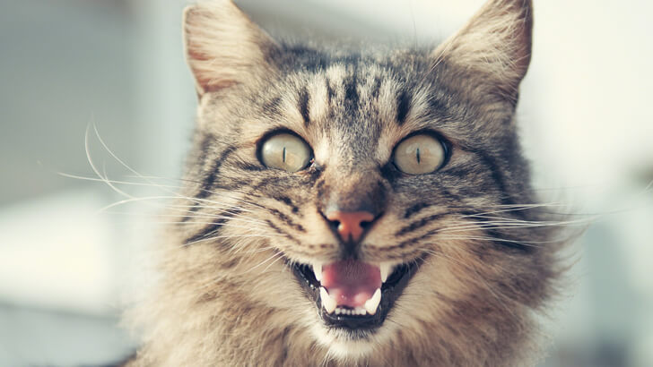 laughing cat images