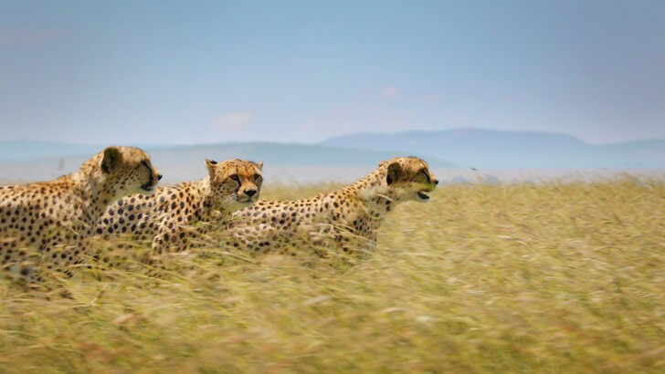 Three female cheetahs in grassland