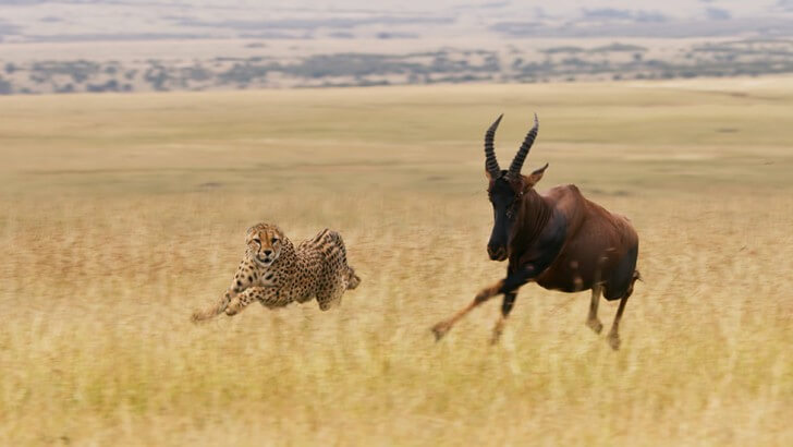 A cheetah chases an antelope in the grassland