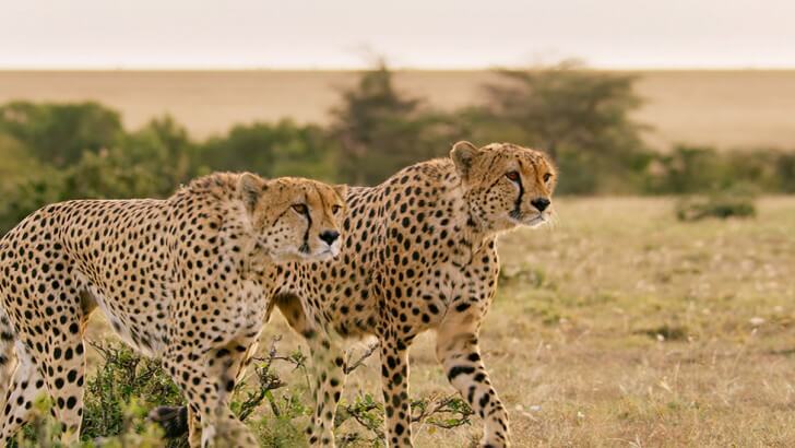 Two cheetah walking in grassland