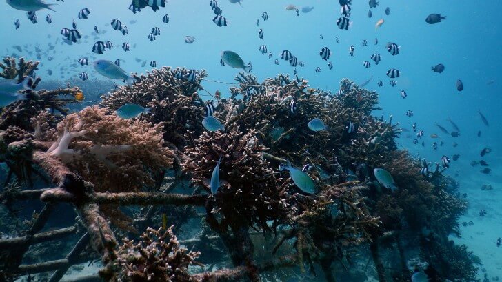 A mature Biorock installation in Indonesia populated with corals and fish