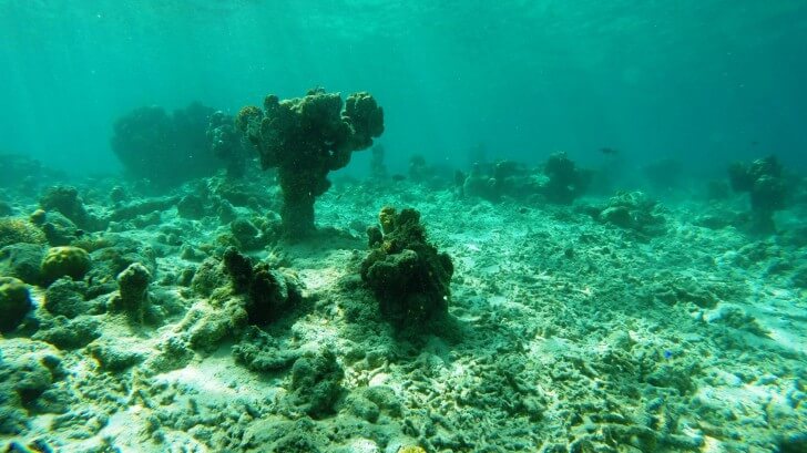 A barren region of sea floor in Indonesia, just before construction of a coral spider rehabilitation zone