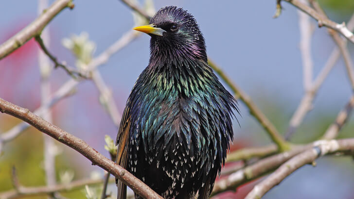 A starling sitting in a tree