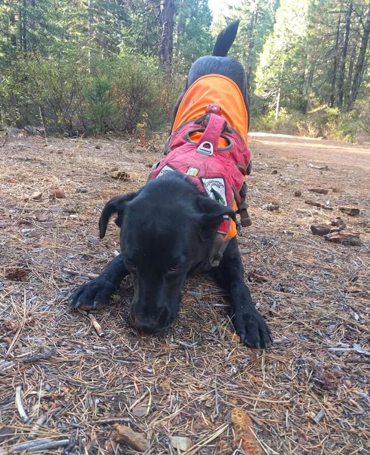 A black dog in a forest sniffs the ground