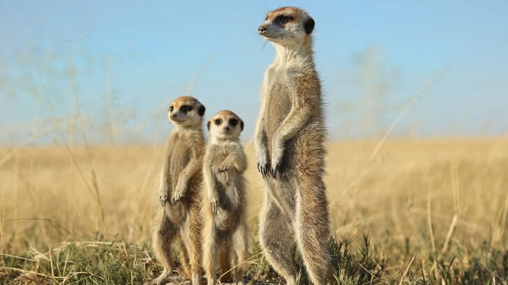 An adult and two young meerkats stand up in grassland