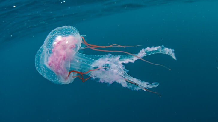 A transparent jellyfish with pink insides in the sea